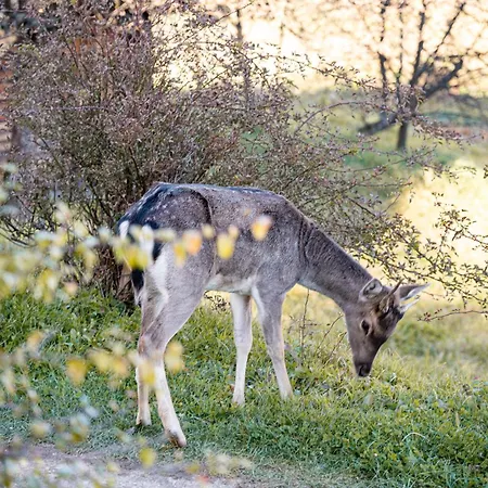 Brvnara Vidra פאלה